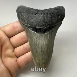 Megalodon Shark Tooth 4.70 Inch Lower Jaw Serrated Fossil Authentic 20010