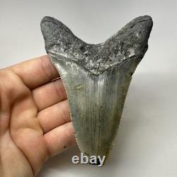 Megalodon Shark Tooth 4.70 Inch Lower Jaw Serrated Fossil Authentic 20010