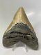 Megalodon Shark Tooth 4.70 Unique Wide Fossil Authentic 14336