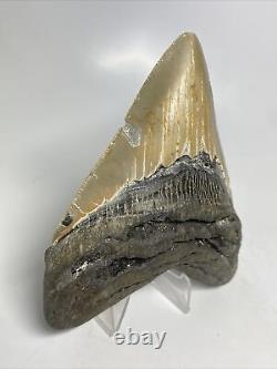 Megalodon Shark Tooth 4.70 Unique Wide Fossil Authentic 14336