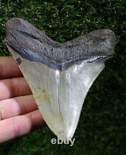 Megalodon Shark Tooth 4.72 Extinct Fossil Authentic NOT RESTORED (WT4-373)