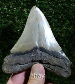 Megalodon Shark Tooth 4.72 Extinct Fossil Authentic NOT RESTORED (WT4-373)