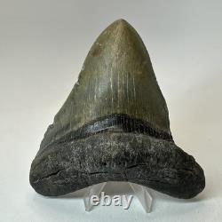 Megalodon Shark Tooth 4.72 Inch Unique Shape Wide Fossil Real Teeth 20334