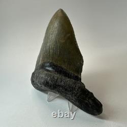 Megalodon Shark Tooth 4.72 Inch Unique Shape Wide Fossil Real Teeth 20334