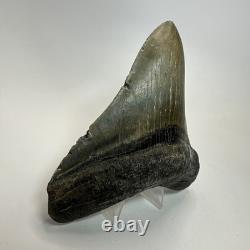 Megalodon Shark Tooth 4.72 Inch Unique Shape Wide Fossil Real Teeth 20334