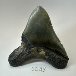 Megalodon Shark Tooth 4.72 Inch Unique Shape Wide Fossil Real Teeth 20334
