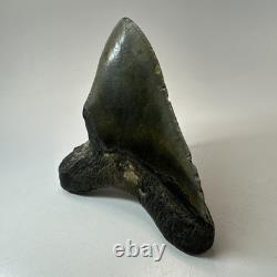 Megalodon Shark Tooth 4.72 Inch Unique Shape Wide Fossil Real Teeth 20334