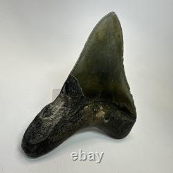 Megalodon Shark Tooth 4.72 Inch Unique Shape Wide Fossil Real Teeth 20334