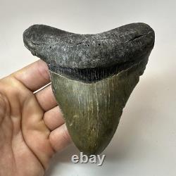 Megalodon Shark Tooth 4.72 Inch Unique Shape Wide Fossil Real Teeth 20334