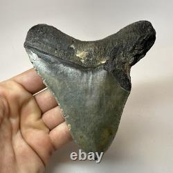Megalodon Shark Tooth 4.72 Inch Unique Shape Wide Fossil Real Teeth 20334