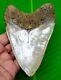 Megalodon Shark Tooth 4.73- Real Fossil Serrated Shark Teeth No Repairs