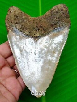 Megalodon Shark Tooth 4.73- Real Fossil Serrated Shark Teeth No Repairs