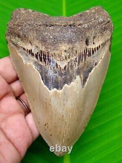 Megalodon Shark Tooth 4.73- Real Fossil Serrated Shark Teeth No Repairs