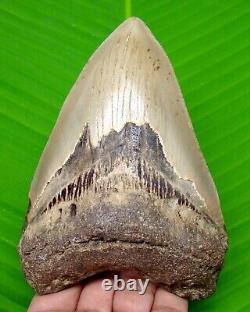 Megalodon Shark Tooth 4.73- Real Fossil Serrated Shark Teeth No Repairs