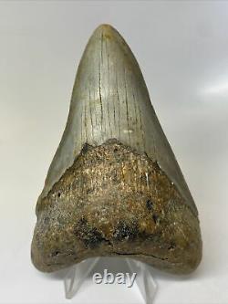 Megalodon Shark Tooth 4.74 Thick Lower Jaw Natural Fossil 10403
