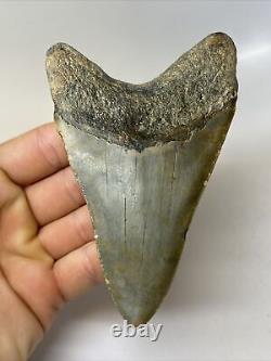 Megalodon Shark Tooth 4.74 Thick Lower Jaw Natural Fossil 10403