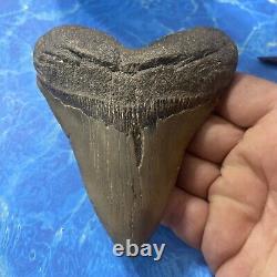 Megalodon Shark Tooth 4.75 Huge Teeth Big Meg Scuba Diver Direct Fossil Nc 7151