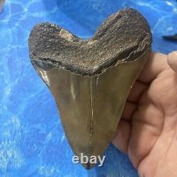 Megalodon Shark Tooth 4.75 Huge Teeth Big Meg Scuba Diver Direct Fossil Nc 7151