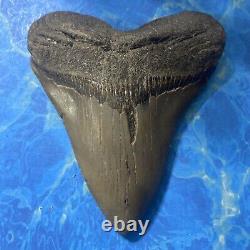 Megalodon Shark Tooth 4.75 Huge Teeth Big Meg Scuba Diver Direct Fossil Nc 7151