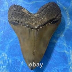 Megalodon Shark Tooth 4.75 Huge Teeth Big Meg Scuba Diver Direct Fossil Nc 7151