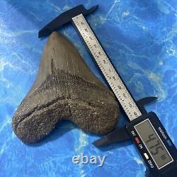 Megalodon Shark Tooth 4.75 Huge Teeth Big Meg Scuba Diver Direct Fossil Nc 7151