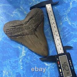 Megalodon Shark Tooth 4.75 Huge Teeth Big Meg Scuba Diver Direct Fossil Nc 7151