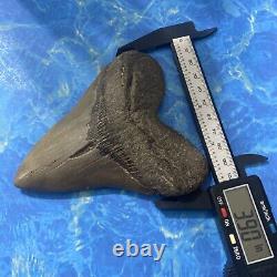 Megalodon Shark Tooth 4.75 Huge Teeth Big Meg Scuba Diver Direct Fossil Nc 7151