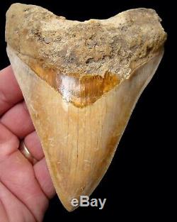 Megalodon Shark Tooth 4.75 in. INDONESIAN ORANGE NO RESTORATION