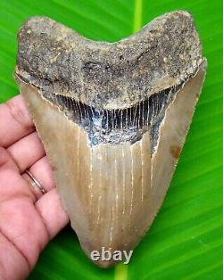 Megalodon Shark Tooth 4.76 Shark Teeth Fossil Authentic Megladone