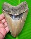 Megalodon Shark Tooth 4.76 Shark Teeth Fossil Authentic Megladone