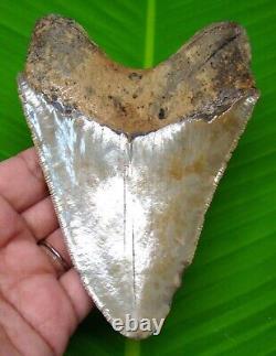 Megalodon Shark Tooth 4.76 Shark Teeth Fossil Authentic Megladone