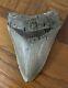 Megalodon Shark Tooth 4.77 Real Fossil Sharp Serrated Blade Shark Teeth