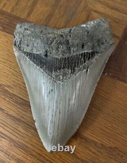 Megalodon Shark Tooth 4.77 Real Fossil Sharp Serrated Blade Shark Teeth