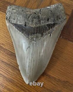 Megalodon Shark Tooth 4.77 Real Fossil Sharp Serrated Blade Shark Teeth