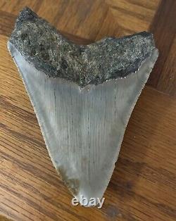Megalodon Shark Tooth 4.77 Real Fossil Sharp Serrated Blade Shark Teeth