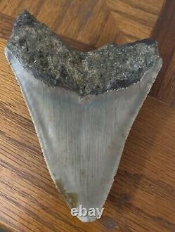 Megalodon Shark Tooth 4.77 Real Fossil Sharp Serrated Blade Shark Teeth