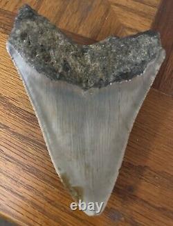 Megalodon Shark Tooth 4.77 Real Fossil Sharp Serrated Blade Shark Teeth