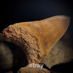 Megalodon Shark Tooth 4.77 Real Unrestored Indonesian Fossil