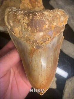 Megalodon Shark Tooth 4.77 Real Unrestored Indonesian Fossil