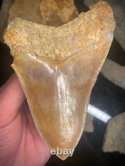 Megalodon Shark Tooth 4.77 Real Unrestored Indonesian Fossil