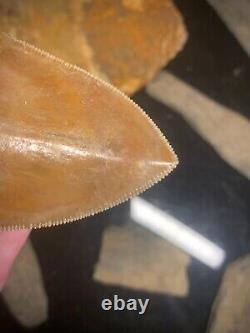 Megalodon Shark Tooth 4.77 Real Unrestored Indonesian Fossil