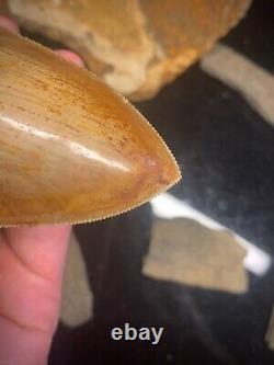 Megalodon Shark Tooth 4.77 Real Unrestored Indonesian Fossil