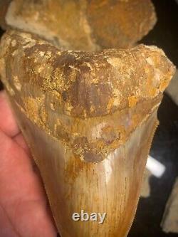 Megalodon Shark Tooth 4.77 Real Unrestored Indonesian Fossil