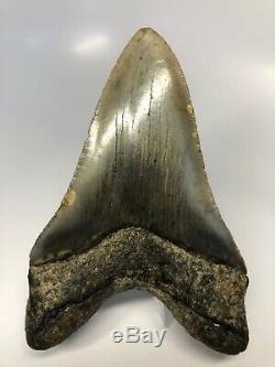 Megalodon Shark Tooth 4.78 Amazing Bourlette Twisted Natural Fossil 4538