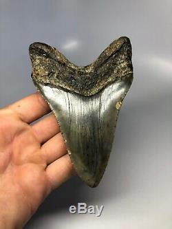 Megalodon Shark Tooth 4.78 Amazing Bourlette Twisted Natural Fossil 4538