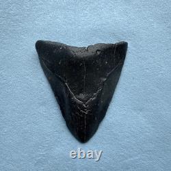 Megalodon Shark Tooth 4.79-inch Fossil NC #1A