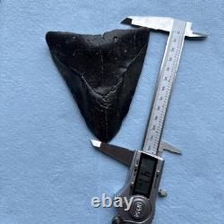 Megalodon Shark Tooth 4.79-inch Fossil NC #1A