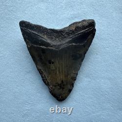 Megalodon Shark Tooth 4.79-inch Fossil NC #1A