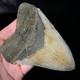 Megalodon Shark Tooth 4.79 Real, Unrestored, & Natural Fossil Shark Teeth