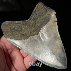 Megalodon Shark Tooth 4.79 real, unrestored, & natural fossil shark teeth